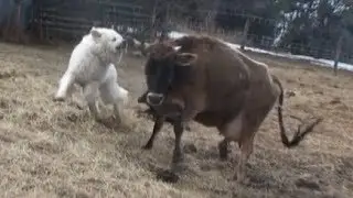 Livestock Guardian Dog Goes Crazy