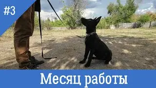 Воспитание щенка. Послушание, месяц работы, возраст 3-4 мес.