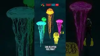 Can jellyfish feel pain? 