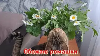 Видеопривет с дачи 10 июня 2024 г.