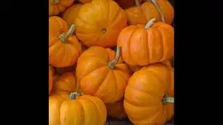 Pumpkin & Puppet