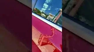 спортейдж