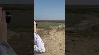 Щурка золотистая над нами летает #birdswatching