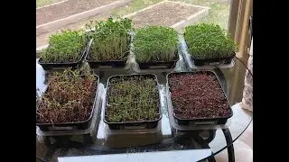 Growing Microgreens in Your Kitchen