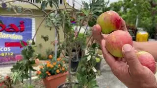 CONOZCA SOBRE EL CULTIVO DE MANZANAS EN EL TROPICO.