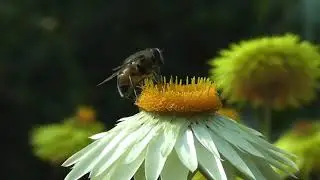 Nature video   4k video  #viral #relaxing #nature #paradiseofrelaxing
