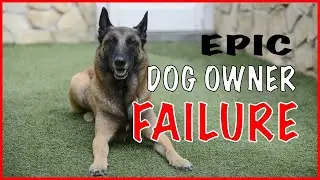 Dog Owner Failure with a Malinois - Working Dogs Should Not Be Owned by Everyone