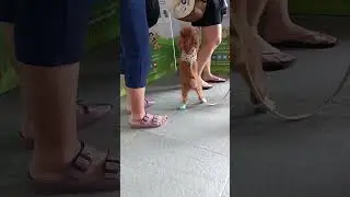 Cute Little Brown Dog Puppy Jumping Standing Up Wanting To Be Hug By People 