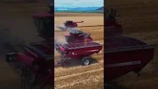 Case IH harvest in South Africa 🇿🇦 #farming #caseih #agriculture