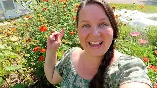 Suburban Front Yard- August Garden Tour - Beauty, Challenges and Realities