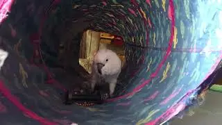 8 min of cockatoo entertainment