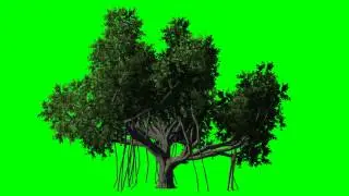 tree 3 (Bengali cowardly) moved by wind - green screen effect