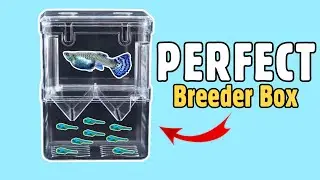 Guppy Breeder Box Unboxing-Cheap & Best