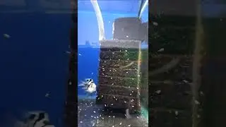 Огромный Сапфировый Попугай-отец и просто тьма мальков! Жесть!
