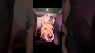 Puppy being brave at the car wash 😂 #dogshorts #puppy #puppies #goldenretriever #dogs #funnyvideos