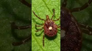 BEWARE OF TICKS 🤢 