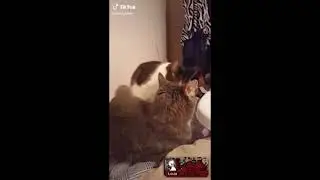Left 4 Dead Cat Meme