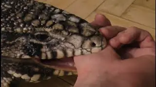Ящерица Кепа кусается за руки