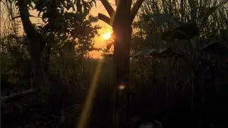 CINEMATIC ALAM | sinematik alam pagi cerah | video estetik pagi hari