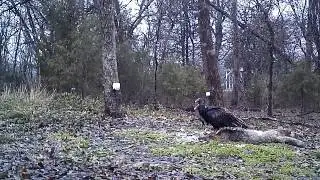 Vultures take yote eyeball