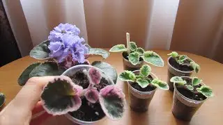 Фиалки Укореняшки/ Быстрый Метод Размножить Фиалку!!