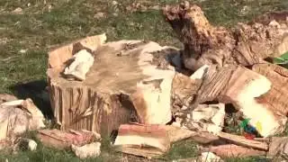 Чимкент ... Озеленение ... (14. 11. 2016)