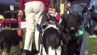 Million Paws Walk 2015 - RSPCA Guinness World Record