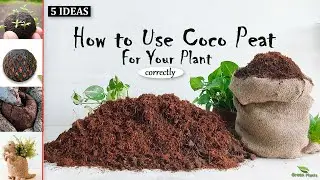 5 Coco Peat Ideas | How to Use Coco Peat Correct Method for Your Plants//GREEN PLANTS