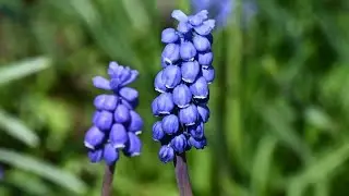 Traubenhyazinthen sind Frühblüher