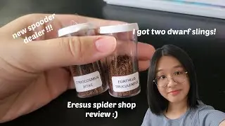 Eresus spider shop review | two dwarf slings