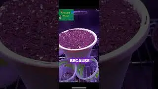 SEED SPROUTING…#gardening #growfood #shortsfeed #shortsviral #growth #smallfarm  #growingseason #fyp