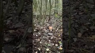 Подосиновики пошли ☺️