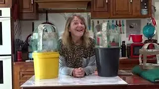 How to Keep Pests Out of the GARDEN Organic Control FREE Lettuce Kale Seedlings Container Gardening