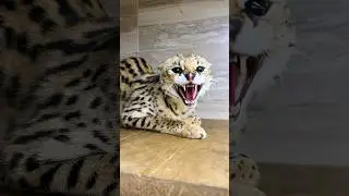 Сколько раз зашипела сервалка Фрея? 😼