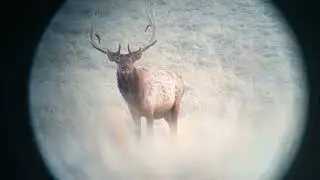 6.5 SAUM on Bull Elk