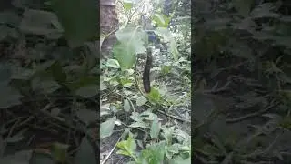 মাটিতিতে লাগানো একটি বাহুন গাছে একটি বাগ্ুন
