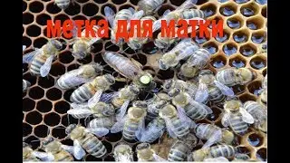 Маркер для маток