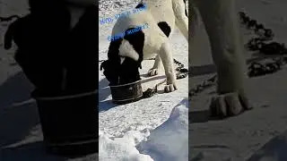 #собачьябудка