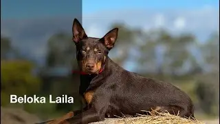 Beloka Laila - Casterton 2024 Lot 21