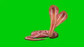Two Headed Snake Green Screen Video | Snake Green screen video | Cobra snake green screen video
