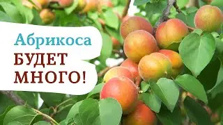 We reveal the secret of a stable and high apricot harvest!