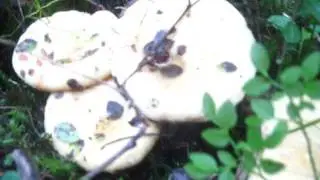 ГРУЗДЬ  ПОДОСИНОВЫЙ ....ОГО - КРАСАВЧИК !!!