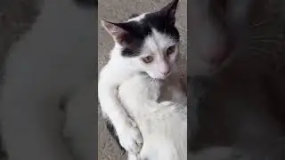 мой белый тигр 😂