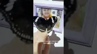 Бабочки не чувствуют боли