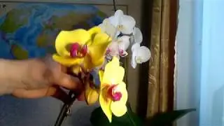 Цветение сюрпризов, Голден Бьюти, Пико  Фентези и белая крупная.
