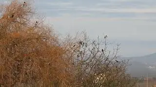 Common Magpie - Сарока звычайная