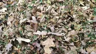 Уборка опавших листьев на участке, быстро!