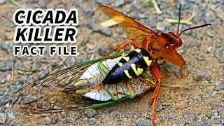 Cicada Killer Wasp Facts: they EAT cicadas | Animal Fact Files