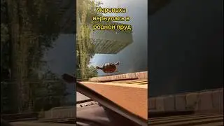 Один случай на миллион. Рыбалка в городском пруду. Черепашка ниндзя.