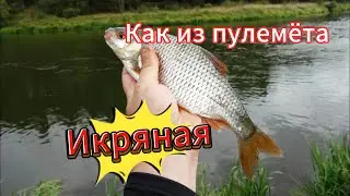 Секреты ловли весенней плотвы